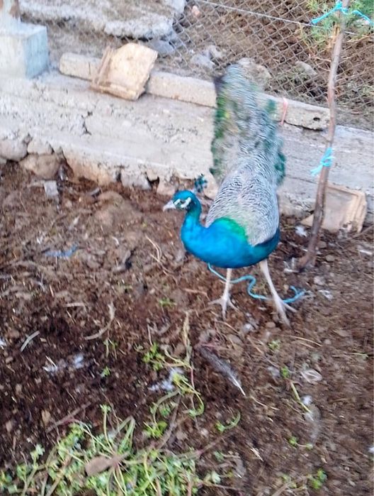 Мъжки пауни с.Воден