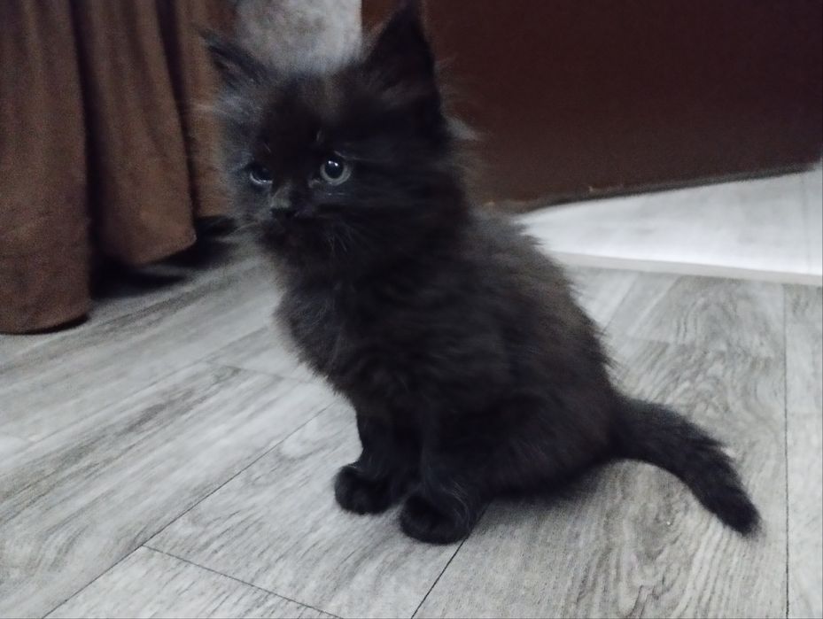 отдаю котят в хорошие руки