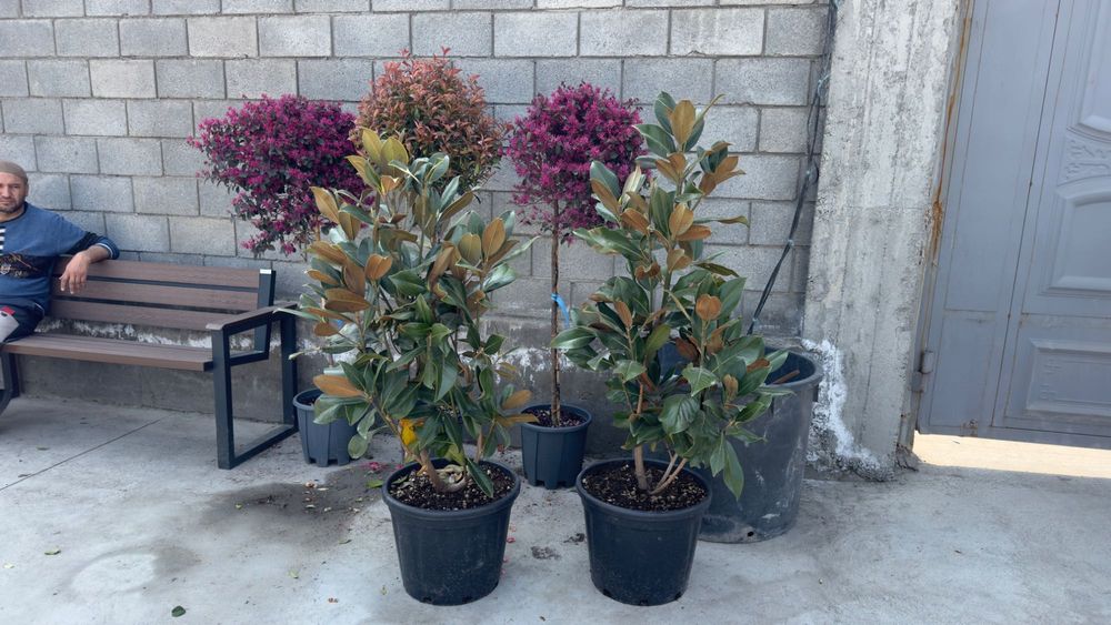 Манзарали Арча, Дарахтлар сотилади!