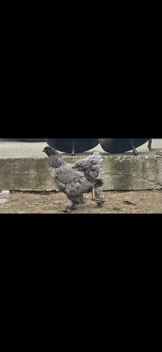 Vand Brahma Albastra