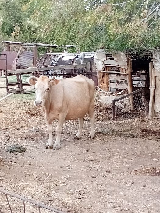 Продаются Коровы