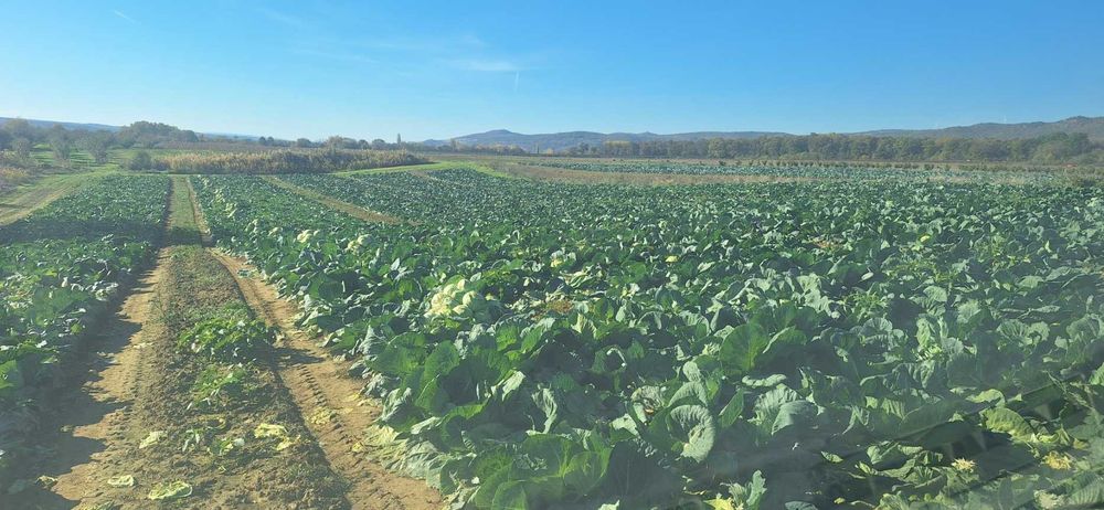 Продаваме кьосе и марул