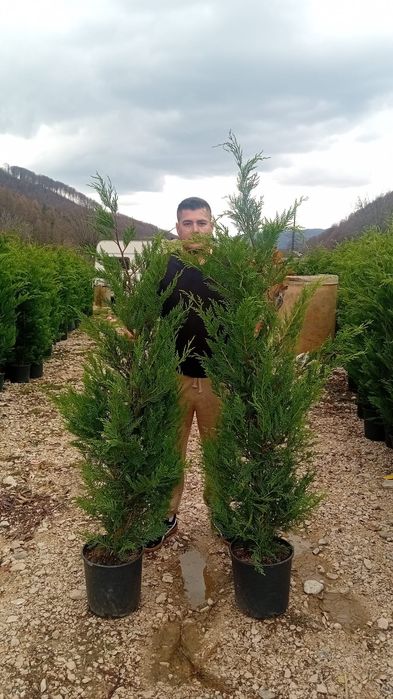 Vând chiparos cupresus leylandi diferite dimensiuni