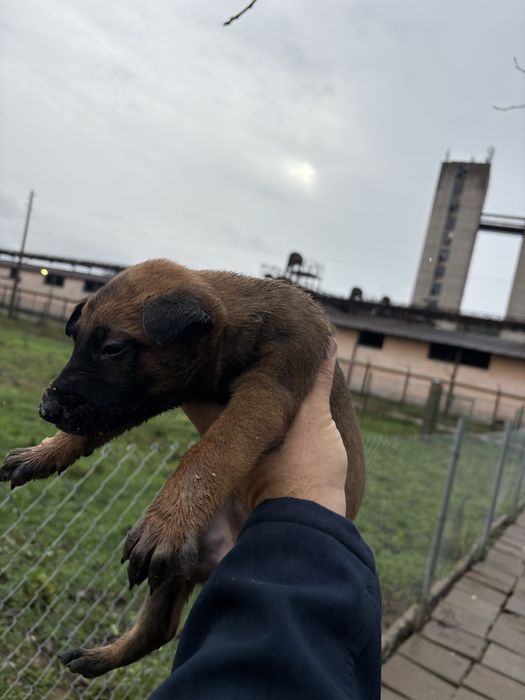 Белгийска овчарка (малиноа)