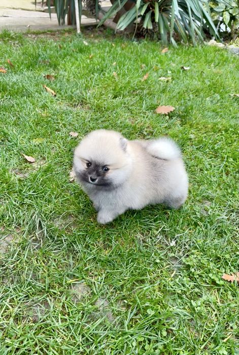 Померан мини момче. Померанче