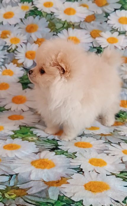 Красотка мини шпиц