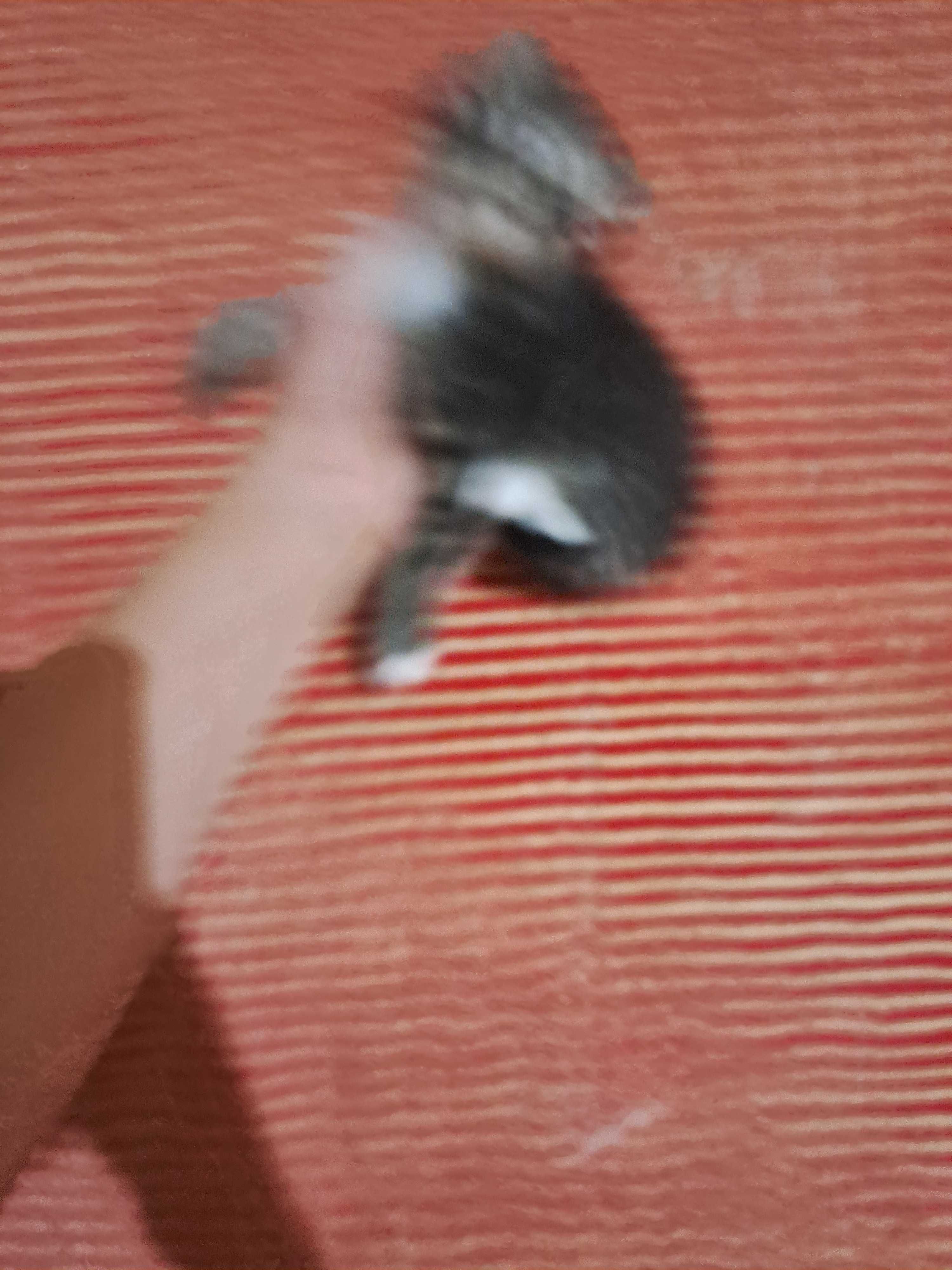 котята в Ургенче