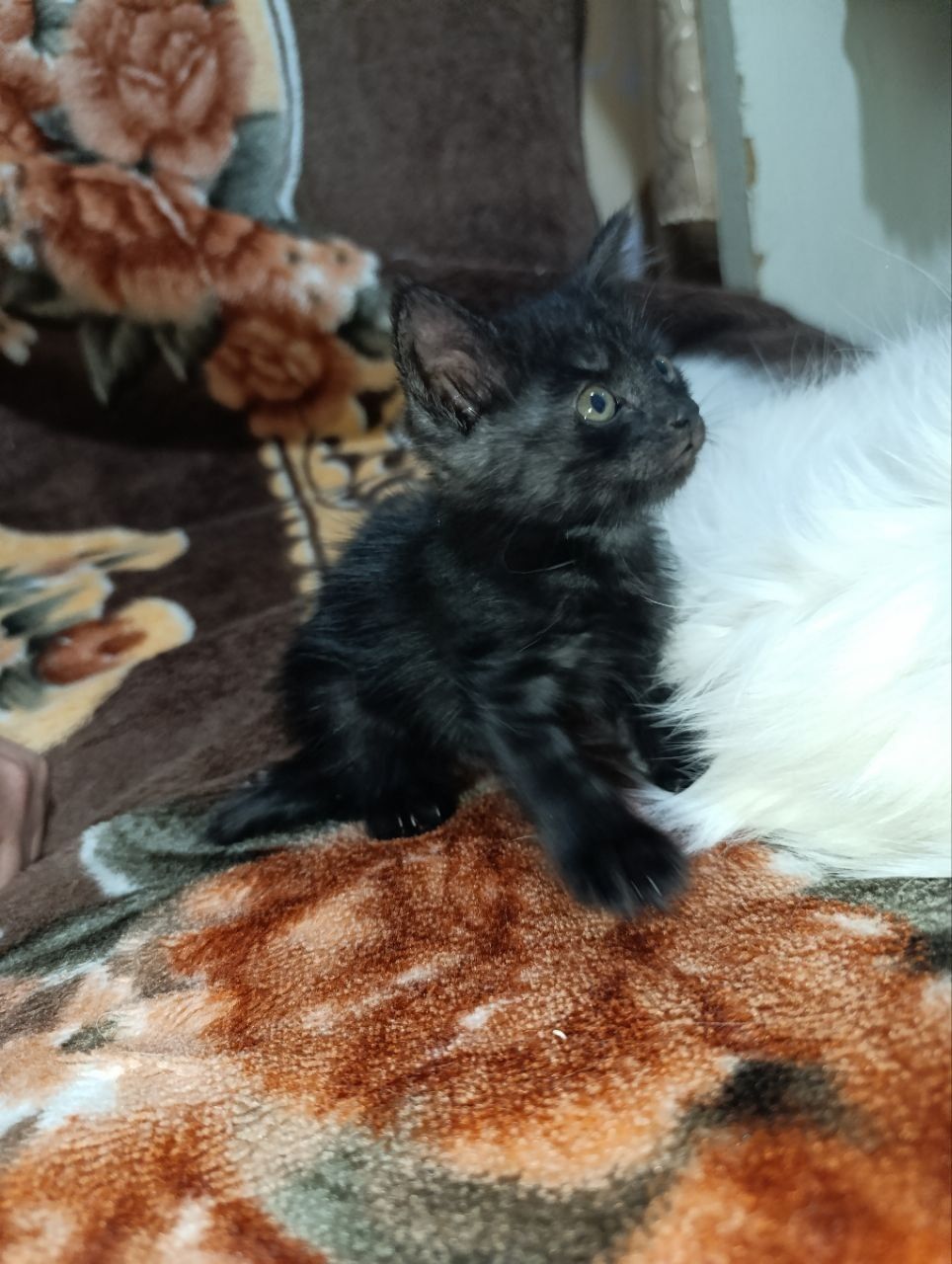 5 котят Турецкая ангара
