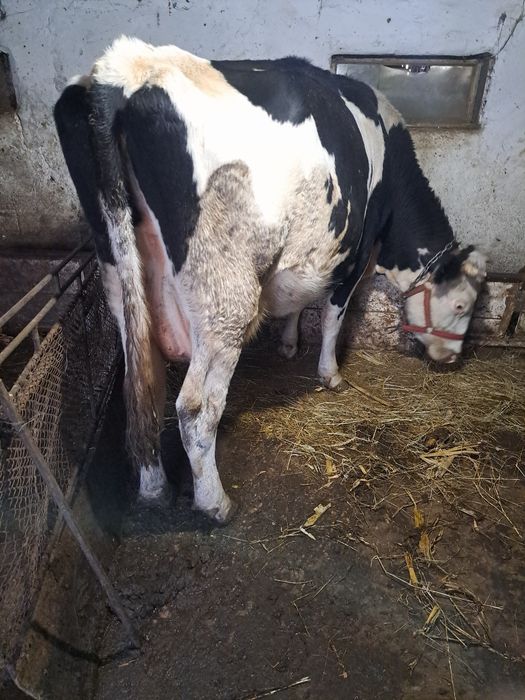 Vind 2 vaci cu lapte una çu vitel.