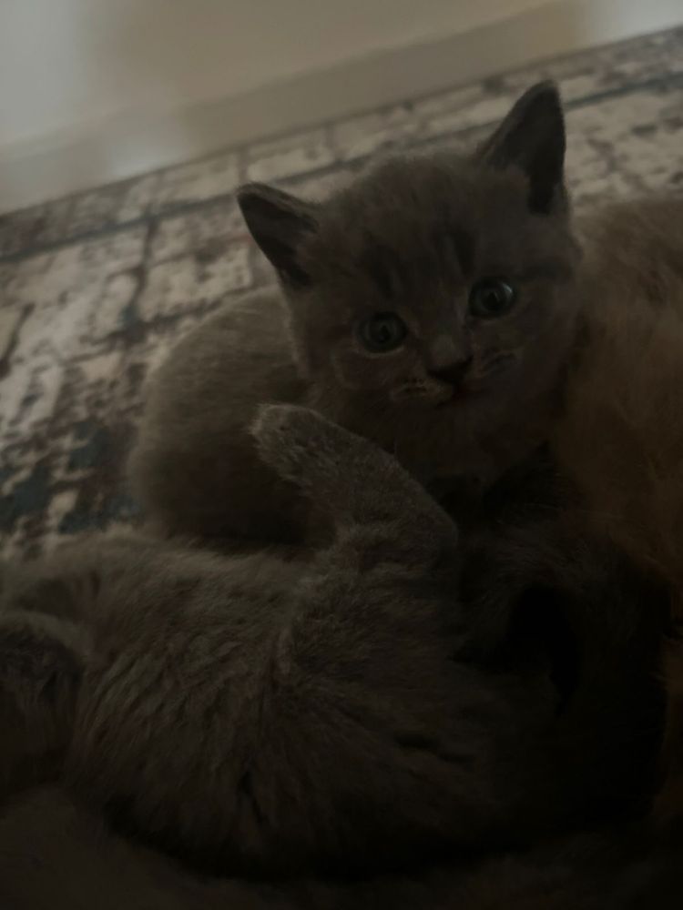 Продается котёнок