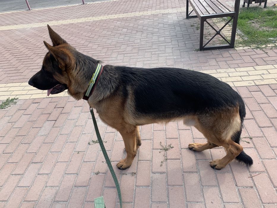 Кобель для вязки