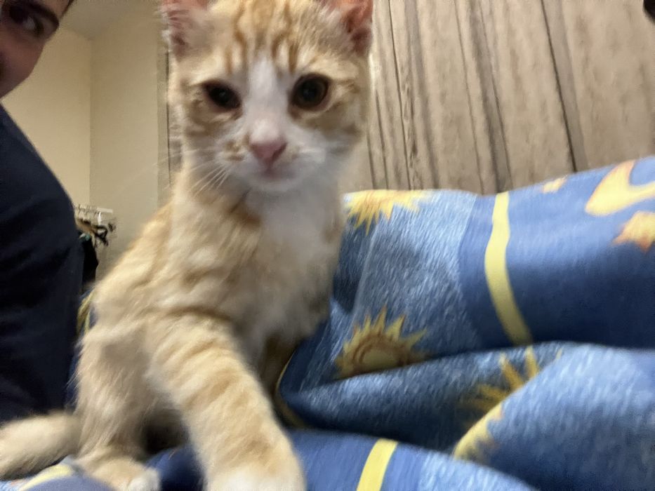 Рижаво коте Гарфийлд