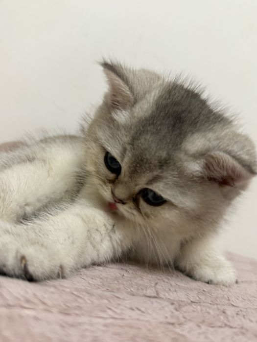 De vanzare British chinchila silver cu british golden