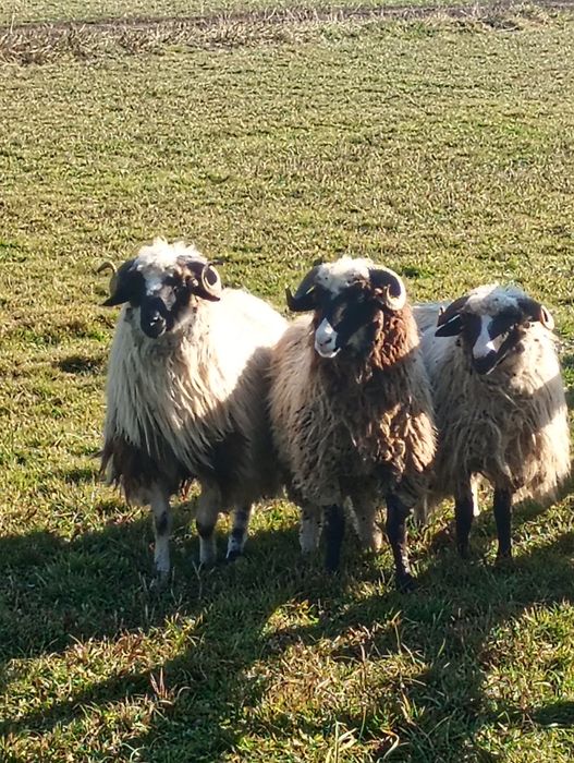 Vînd sau Schimb cu oi