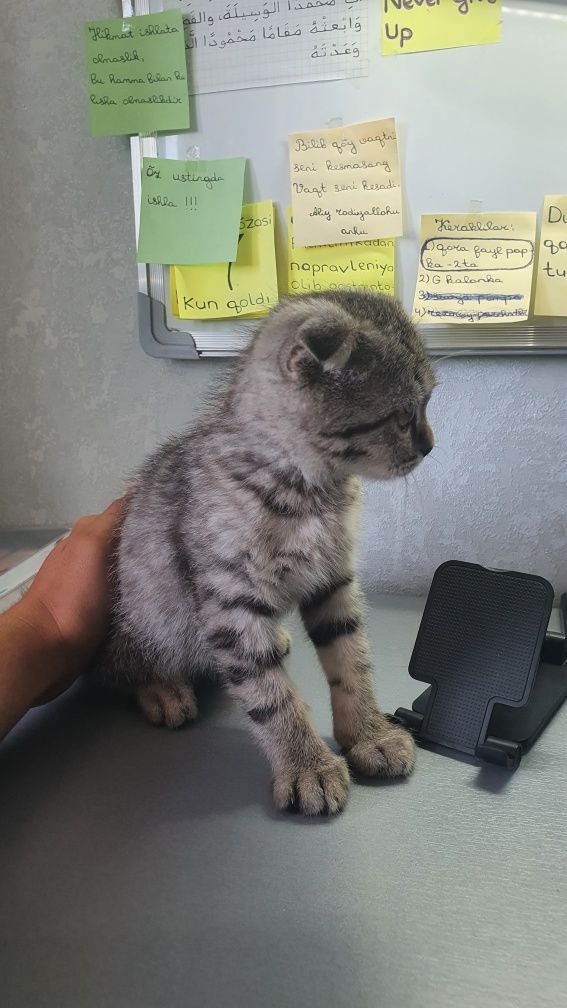 Ogil bola scottish fold mushuk sotiladi. скоттиш фолд