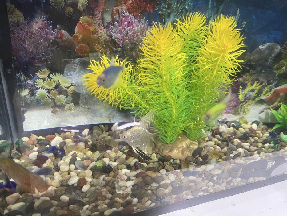 Аквариум с рыбками