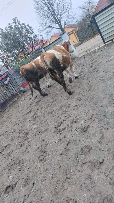 Vând două vaci baltate