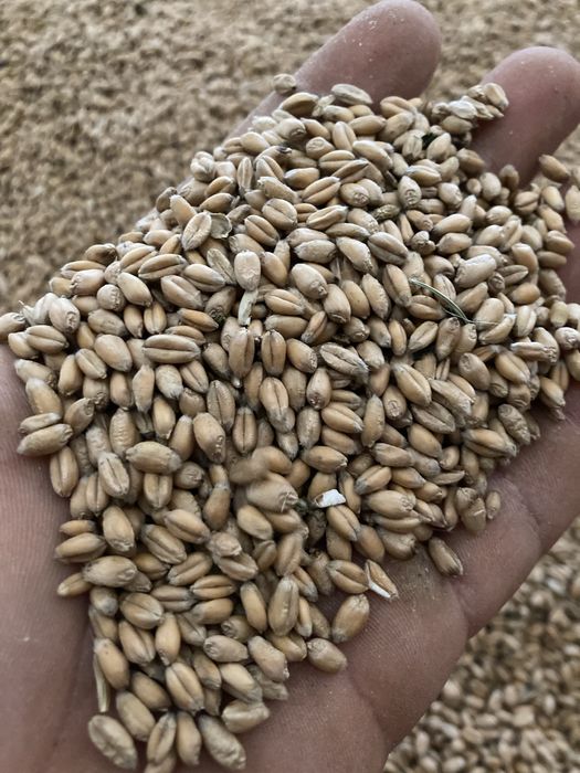 Vand grau si baloti paie