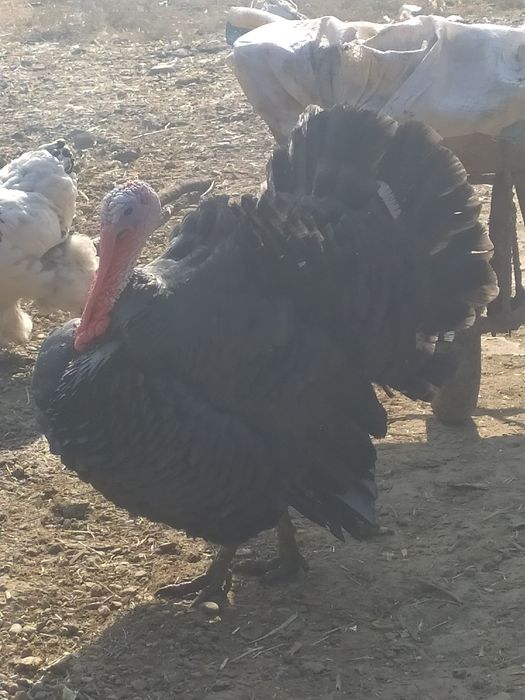 1par kurkalar sotiladi