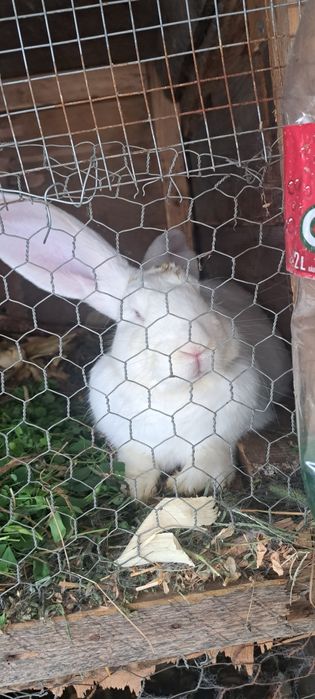 Vând iepurași femelă și mascul