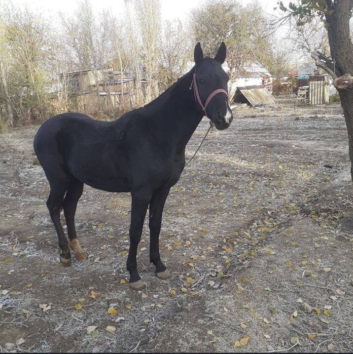 Обмен или продажа лошади