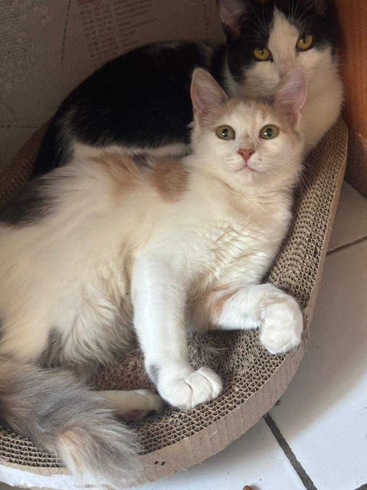Котенок девочка бесплатно