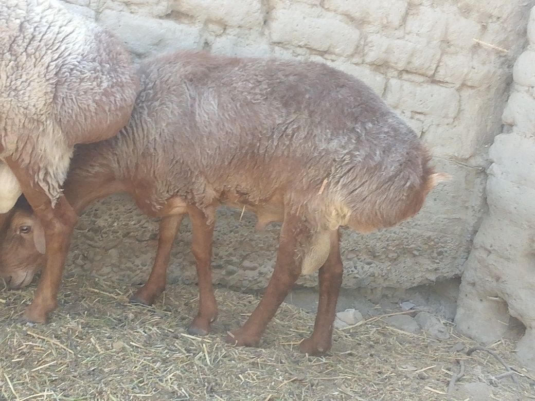 Tezlik bilan sotiladi baqilgan qõy tagalar satiladi