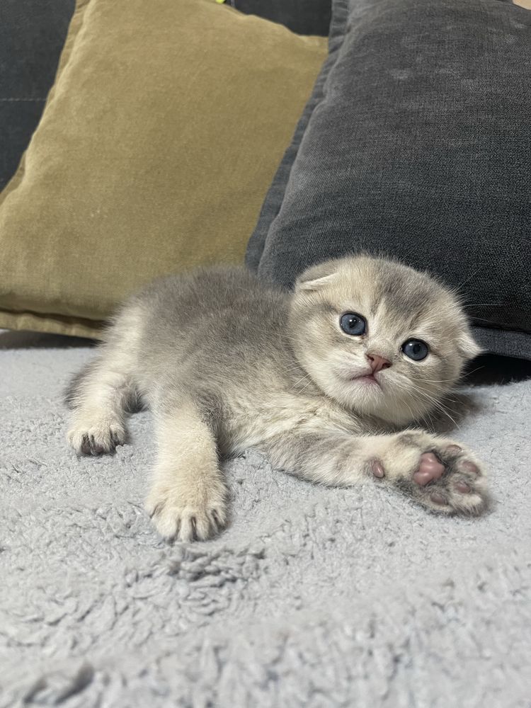 Котенок шиншилла