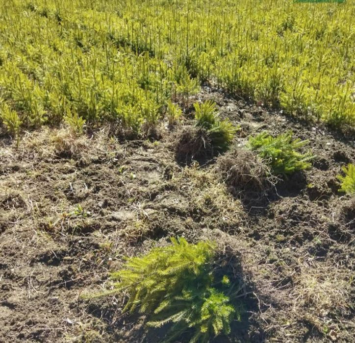 puieți fag carpen mesteacăn   prindere suta la suta