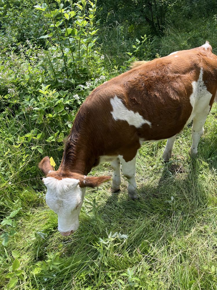 Vand 2 vitele si o vaca cu lapte