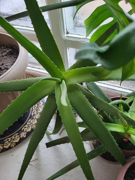 Алое лечебное столетник, древовидное