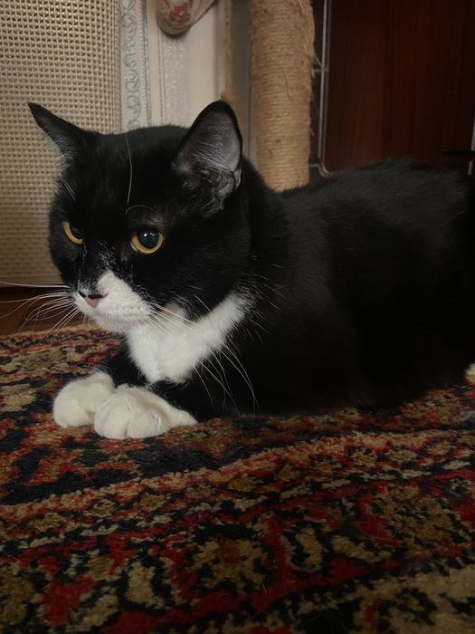 Отдам котов в добрые руки