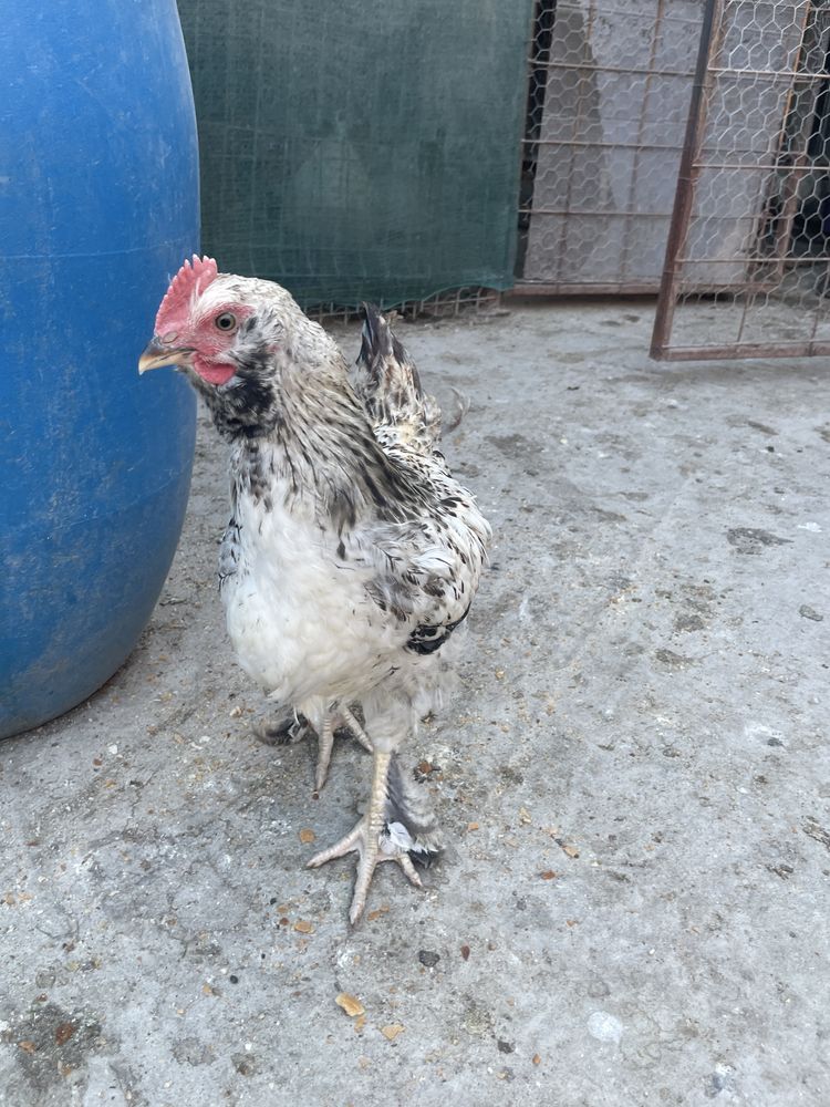 Cocosei de vanazare
