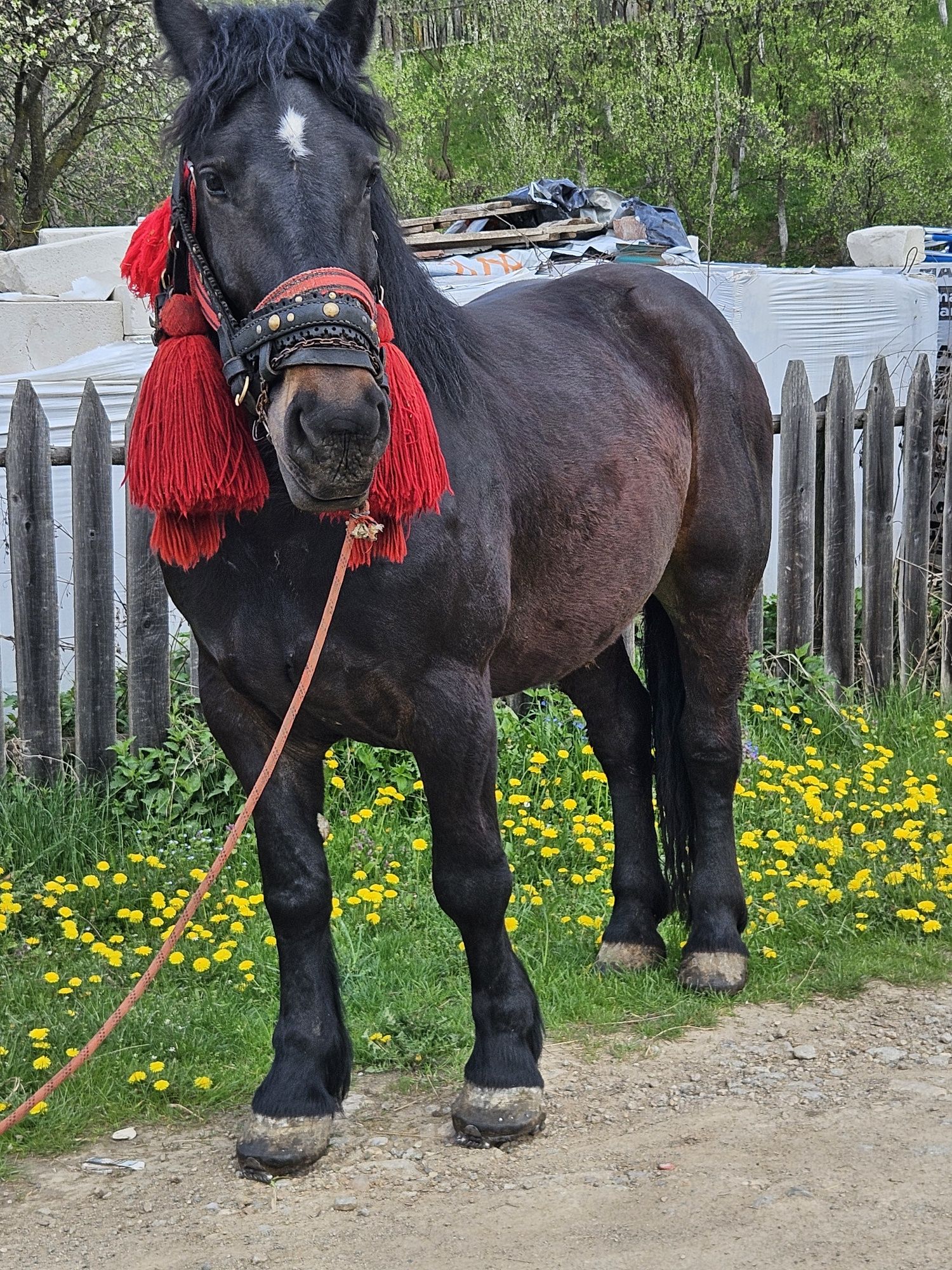 Vând manza de 3 ani cu acte în regula