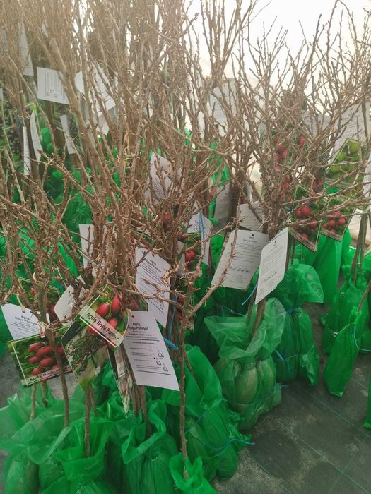 Kaki pentru Grădina Ta - 1, 2 și 3 Ani - Rezistenți și Productivi!