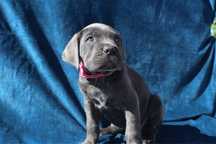 Femela Cane Corso