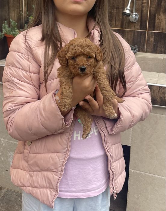 Предлагаме ТОП Мини Пудел