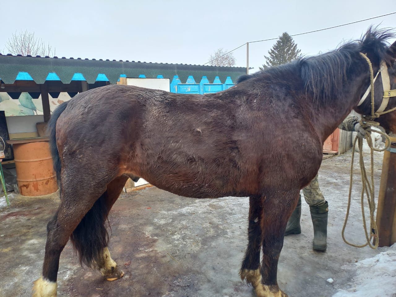 Продам айгыр 6 лет Владимирскии тяж