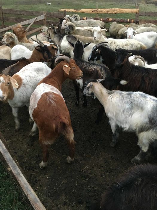 Vând capre bune de lapte