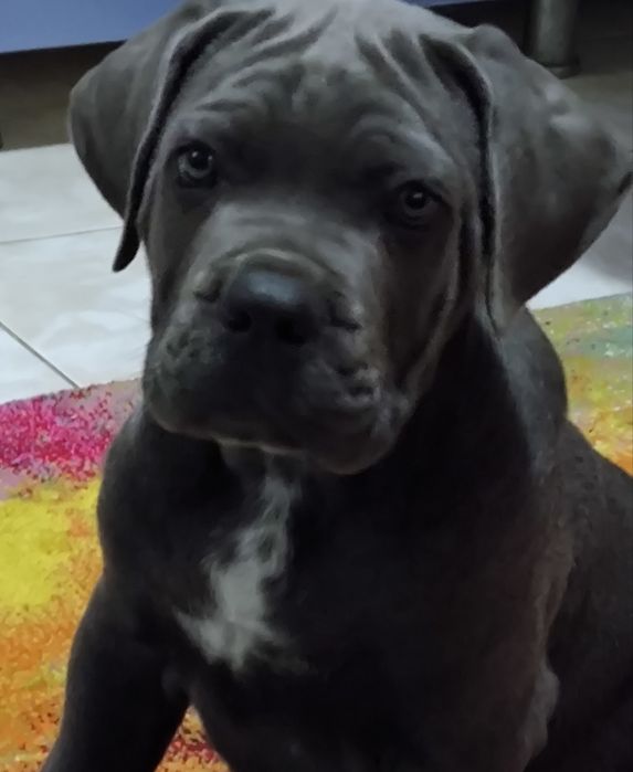 Mascul Cane Corso Gri Blue, Pedigree+