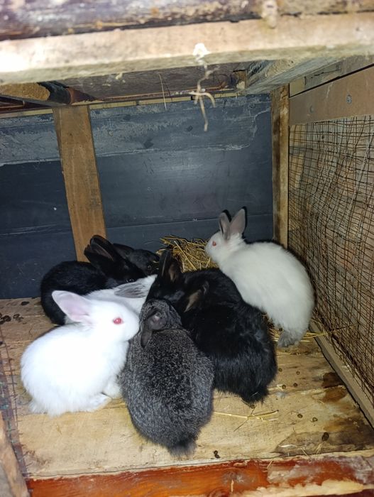 Quyon bolachala 40 kunli