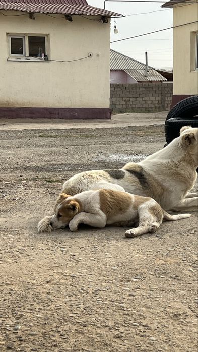 Тобет күшік (щенок) Алабай