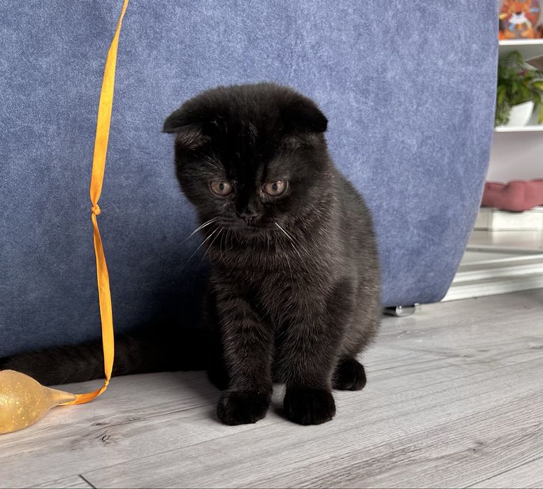 Pisoiaș de Elită, rasă pură Scottish Fold, cu Pedigree - poze reale