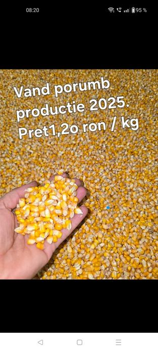 Vând porumb recolta 2025
