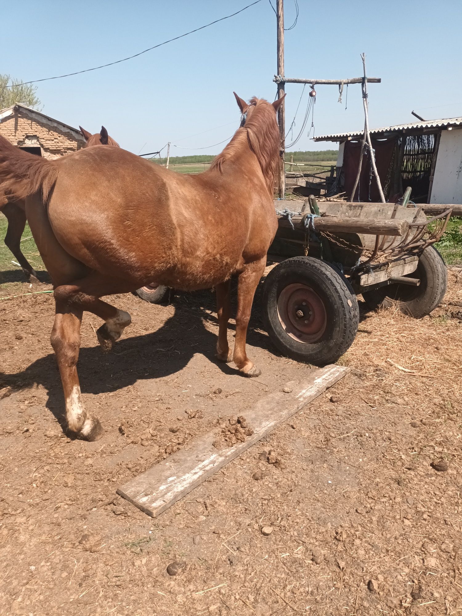 Cal și iapă de vânzare