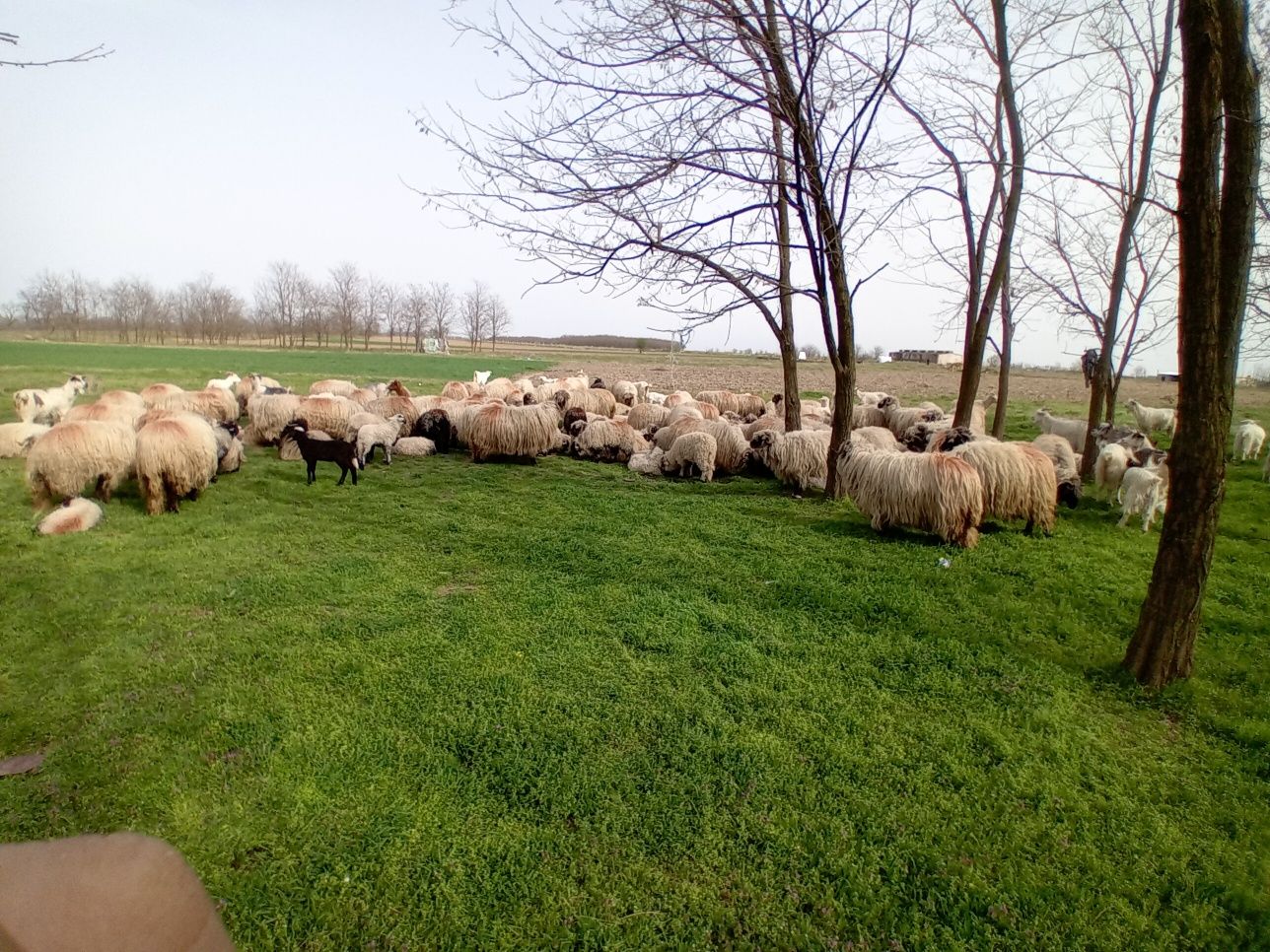 Vând oi româneşti