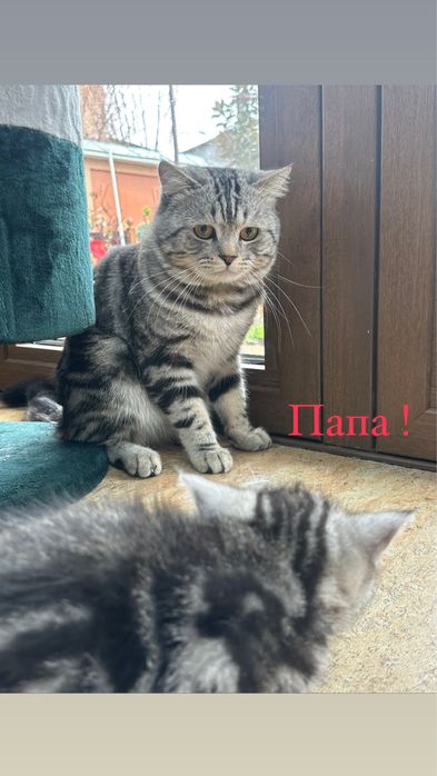 Британская порода