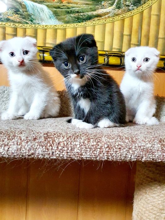 Очаровательные шотландские вислоухие котята ищут дом