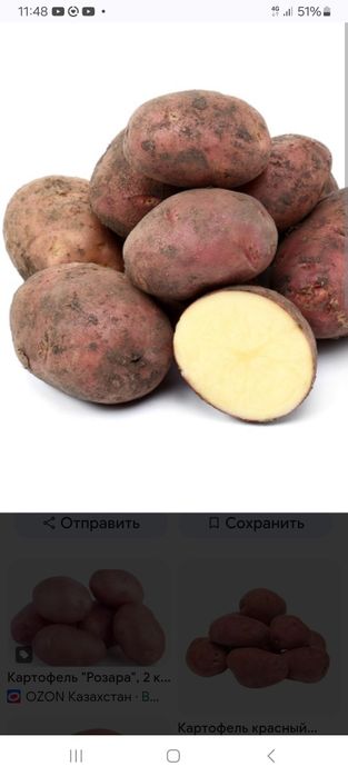 Картошка красная