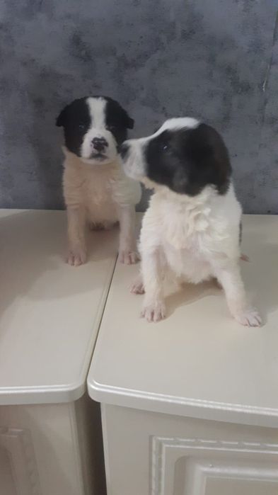 Отдам кутят в добрые руки